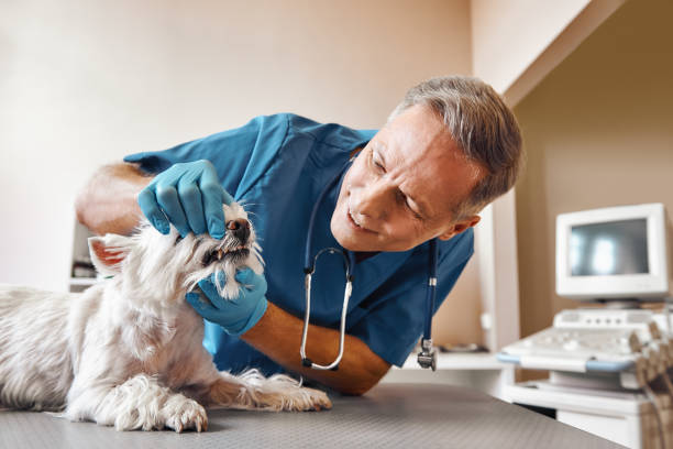 Best Emergency Denture Repair in Bolivar, TN